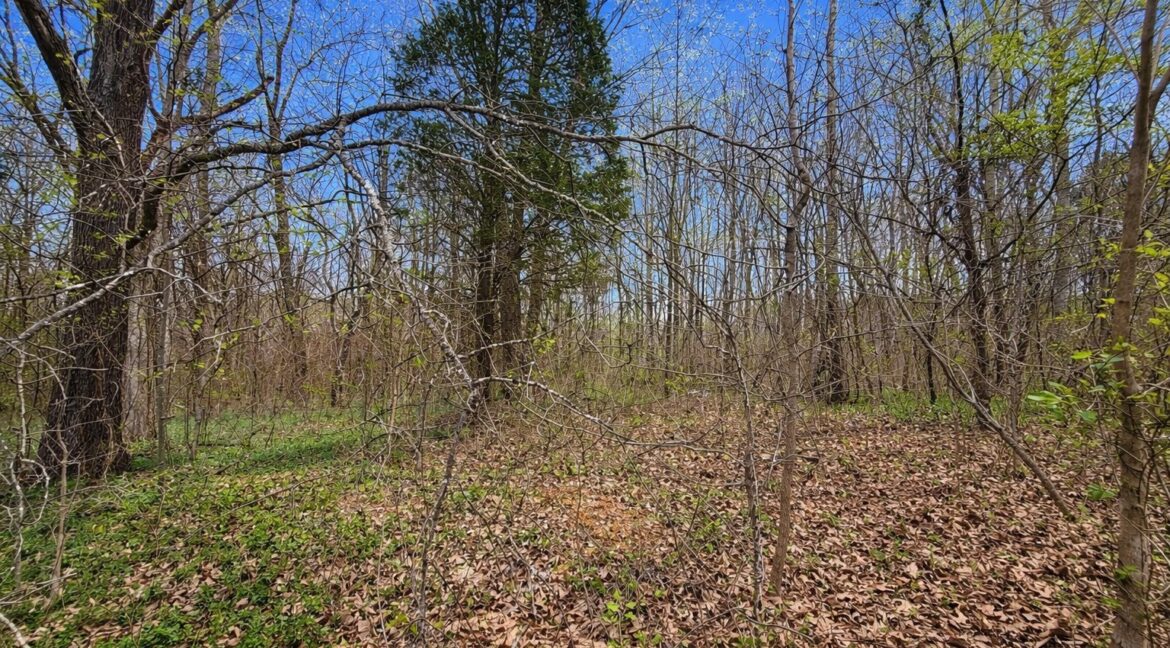 11685443-slmcGdzJXGF4N6sY